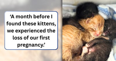 Husband and wife who grieve their lost pregnancy find a litter of abandoned kittens in a paper bag that desperately needed the one thing they had left to give: 'We were very much looking forward to being parents.'