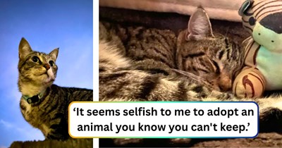 Neighbor left his feline family member behind when he moved, next-door couple decides their own moving plans just got a lot more crowded: 'Now I just have to drive her across half the country to our new home.'