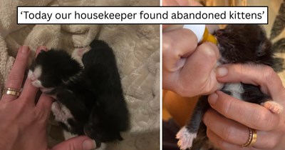 'CDS made my irrational fear come true': A housekeeper found abandoned newborn kittens, and a rescuer took them in, cared for them around the clock, and gave them a forever home