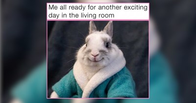 30+ Whiskered Animals Whisking You Away on a Wednesday