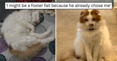 'I was only supposed to look over this little guy for 3 months': This foster cat picked his hooman on day one, followed him everywhere, and made it clear he’s home for good
