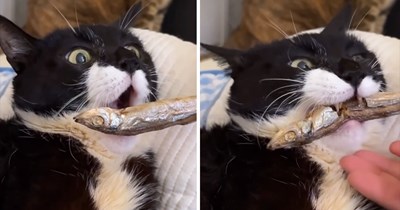 Paralyzed cat adorably nicknamed 'The Cookie Monster' for her dopamine-inducing mealtimes that consistently go viral amongst fans of funny felines