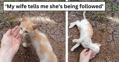 'I was beginning to wonder if the CDS even had a branch near me': Woman peacefully gardening finds a skinny orange following her, her husband offers tuna in hope kitty stays for dinner