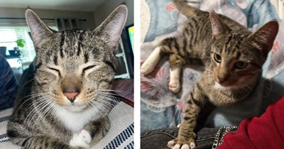 'I miss him everyday': Stray finds woman on her birthday in the midst of a breakup, she gives him to friend due to mom's allergies but he still lives in her heart