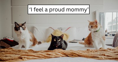 'We adopted them all': A stray tortie showed up, was taken in, gave birth to three kittens, and now the entire little family has a forever home together