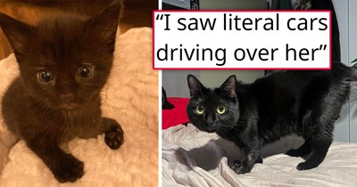 'She was not supposed to make it past a day when I found her': Tiny black kitten in the middle of the road calls out for help as cars drive over her, person finds her unmoving and terrified, and saves her life