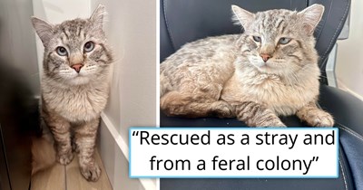 Kind person rescues unique-looking stray 4-year-old cat from a feral colony that was bullying him, and barely 24 hours later, he's already a love bug: 'He’s already starting to become affectionate'