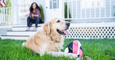 Neighbor agrees to watch resident's dog for a few hours, only for it to turn into 3 days when the owner refuses to come back in time: ‘I knew you wouldn't mind’