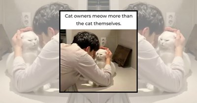 23 Fluffy Cat Memes With Ear Twitches and Dramatic Tail Swishes