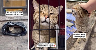 Blind cat climbs building's fire escape every day to get food from elderly resident, until new neighbor befriend him and set out to his rescue: ‘He won't ever sleep outside again’