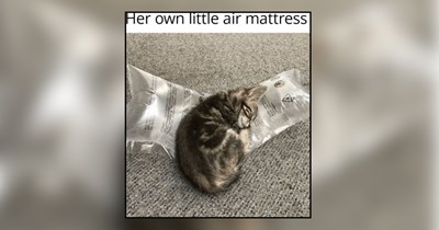 20 Chaotic Memes of Cats Choosing Literally Anything but Their Cat Bed
