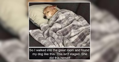 20 Fluffy Pets to Warm Your Soul on a Quiet Day