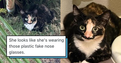 Mustachioed tortico cat follows a jogger home from their neighborhood run, dazzling the cat-loving household with her unique markings and chatty meows: 'We weren't panning on getting a second cat, but...'
