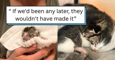 5 kittens narrowly escape a flood, getting rescued just in time by a cat lover and her devoted kitten-nanny doggo:  'It was meant to be'