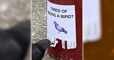 26 Wildly Wholesome Animal Memes for a Wonderfully Warm Week (April 21, 2026)