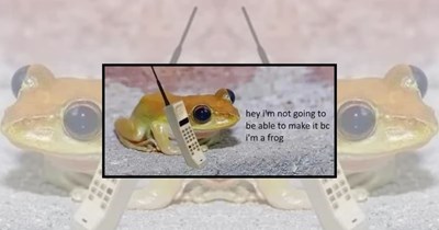 22 Wholesome Tiny Frog Memes That Feel Like a Pep Talk From a Very Small Philosopher