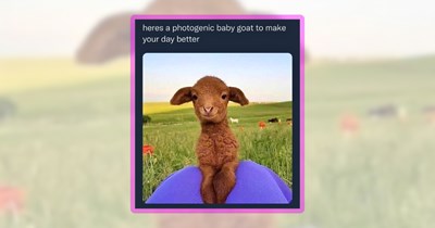 20 Giggly Goat Memes Full of Ferocious Farmyard Foolery