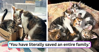 Precious pregnant cat paw-picked the best possible human staff for her babies, and finally decides she’s ready to focus on her own retirement: 'After 5 long months, she got the all-clear from the vet.'
