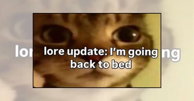 22 Sleepy Cat Memes Napping Like They Pay Rent