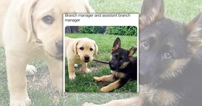 23 Delightful Doggo Memes Delivering Daily Doses of Derp