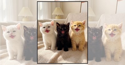 25 Smiley Cats to Put an Even Bigger Smile on Your Face Today