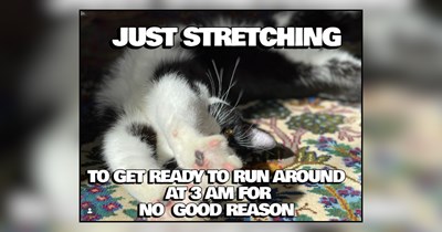 20 Hissterical Memes of Hyper Housecats Hitting Zoomies with Zero Warning