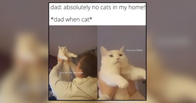 22 Uplifting Memes of Wholesome Felines Filling Your Feed with Feel-Good Vibes