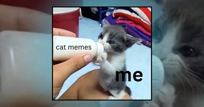 21 Purrely Adorable Kitten Memes to Satisfy Your Silly Craving Today