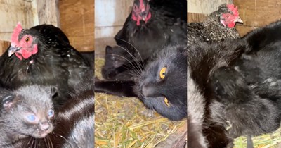 Farmer's black barn cat births litter of kittens in chicken coop, now her babies are being raised by the most doting and feathery "Aunties"