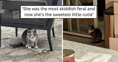 'I didn't think I'd be the one keeping her': A once-skittish outdoor cat returned for months, stepped inside, and found a safe, loving home for good