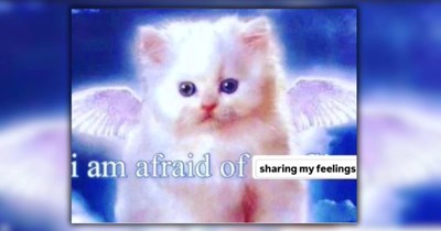 A Ray of Sunshine in the Form of 26 Fuzzy Feline Funnies