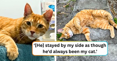 Florida feline pspspsses a British passport after following a UK person visiting from overseas, convincing them he should grow up in the English countryside: 'I've decided to do what it takes to bring him home with me.'