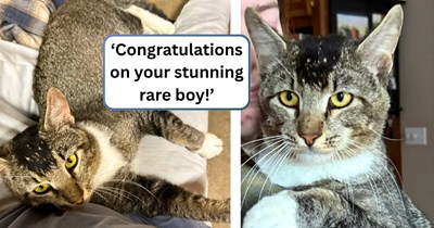 Rockstar stray with a “mohawk” meows his way into a family’s home, only for the online cat community to reveal that his unique markings are actually a rare genetic phenomenon: ‘I guess he's officially our cat.’