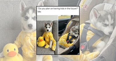 23 Funny Husky Memes Whose Tiny Paws Keep Getting Them Into Trouble They Can’t Handle