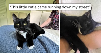 'I have been waiting to be found for so long': After waiting to be chosen by the CDS, this person finally got a delivery when a crying stray ran up and chose them