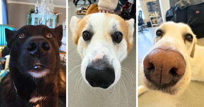 A Snoot Scroll of 22 Boopable Dog Noses Invading Your Pawrsonal Space