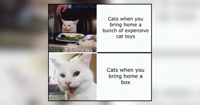 20 Funny Memes of Cats Who Play with Everything but Their Toys