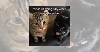 21 Meow-some Cat Memes Capturing Best Bud Energy to Send Your Bestie