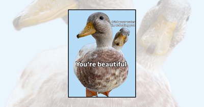 21 Quack-tastic Duck Memes To Make You Feel Happier Than a Duck in Water