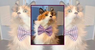 22 Wholesome Cats for a Softer Day on the Internet (April 24th, 2026)