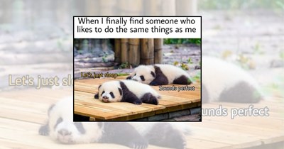 23 Relaxing Panda Memes Too Cute to Bear