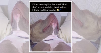 25 Sleepy Doggos Who Are Paws-itively Exhausted