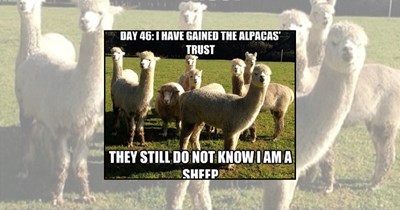 21 Baa-rilliant Sheep Memes to Soften Your Soul 
