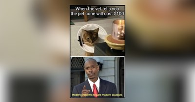 22 Hissterical Memes of Dramatic Felines Turning Every Vet Appointment Into a Catastrophe