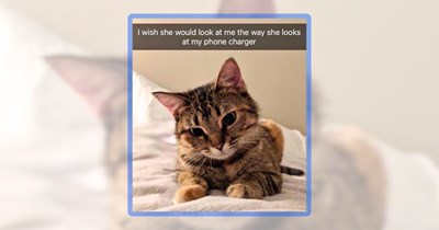 27 Feline Funnies for Funny Folks Who Raise Purrecious Cats