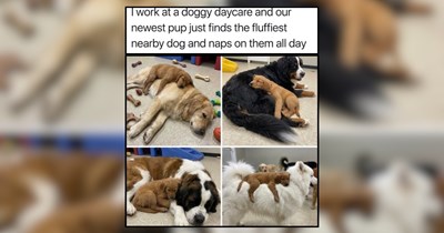 30+ Wholesome Lovers in Doggo Form For Sunday Snuggles 