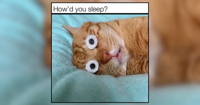 22 Cutesy Kitties Covered in Purr-tastic Furr Patterns 