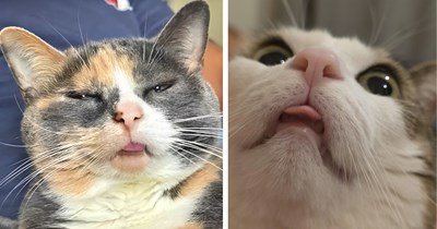 30 Purrfectly Boopable Cat Noses to Turn Your Monday Into a Mini Meowment of Joy