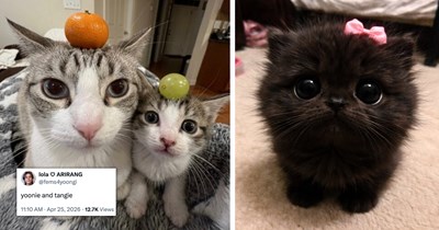 A Cute Caturday Cat Pic Recap to Softly Bridge the Gap Between Weekend and Work Week