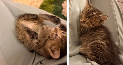 Kitten miraculously saved from the mouth of a dog by kind stranger, she finds a furrever loving home and is healed from the incident